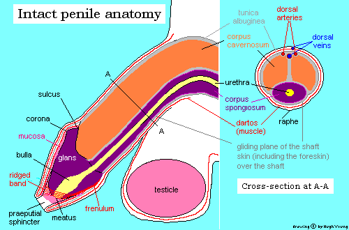 Anatomy