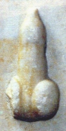 Herm's penis