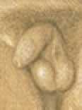 Penis of Cadmus nude