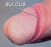 Sulcus Penis 4