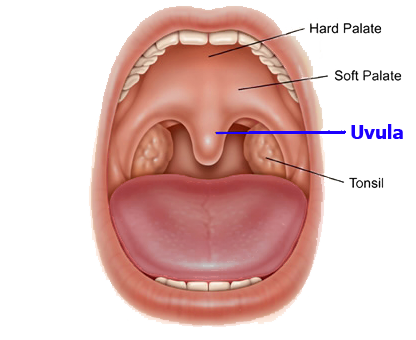 showing the location of the uvula in the mouth