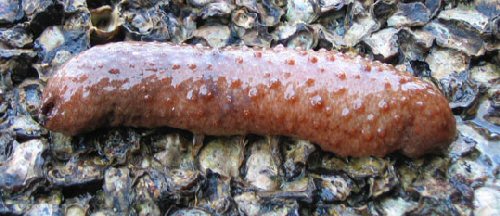 Sea cucumber