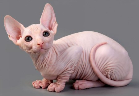 a hairless cat