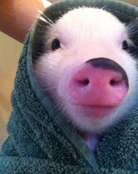 a pig in a blanket