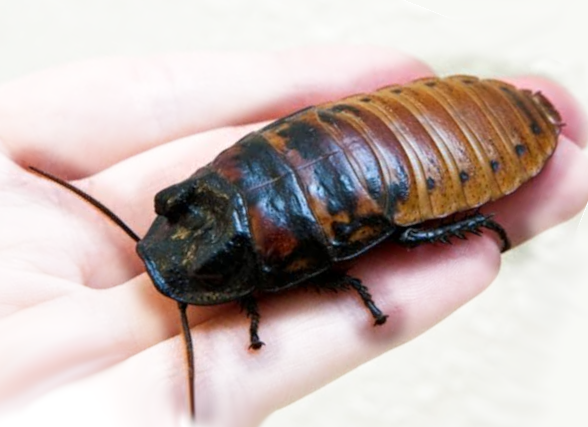 Madagascar hissing cockroach