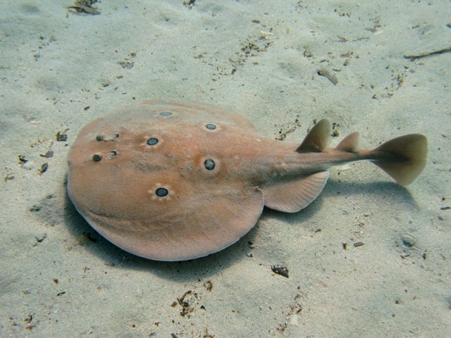 Torpedo fish - Torpedo torpedo