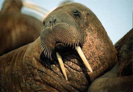 a walrus