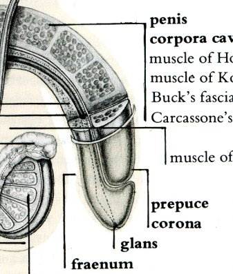 Knight's diagram of the male anatomy