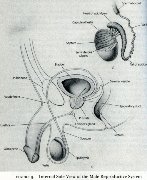 Masters & Johnson's image of a (circumcised) penis in cross-section
