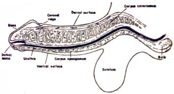 Masters and Johnson's ''normal'' penis