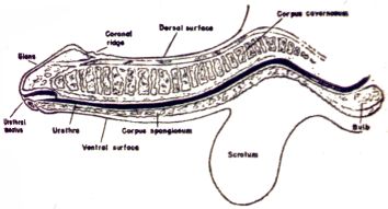 FIGURE 12-1 The penis: normal anatomy (lateral view). (p 177) 