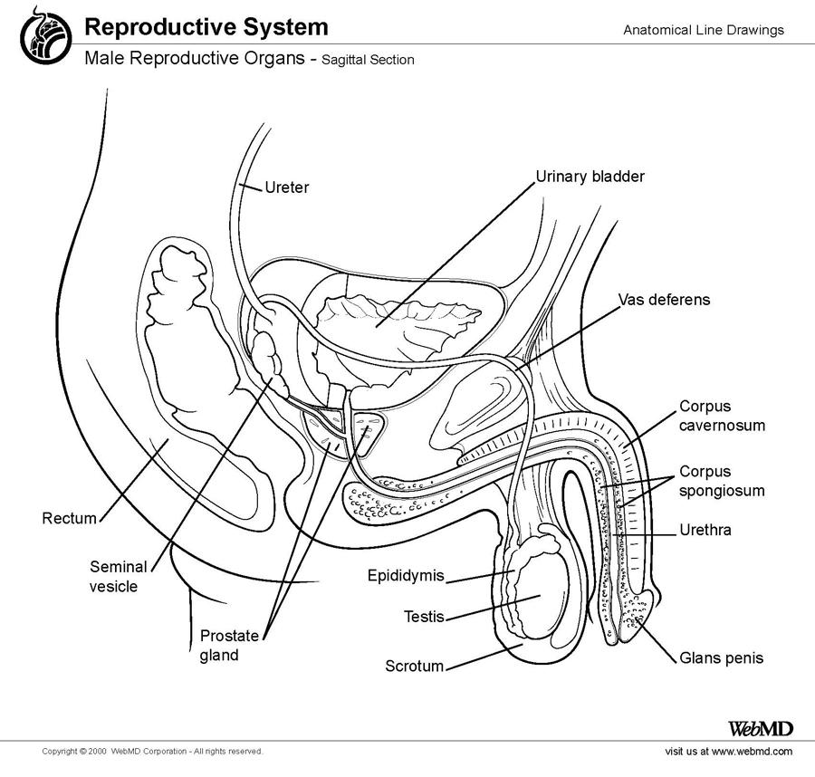 Webmd.com's diagram of male anatomy showing no foreskin
